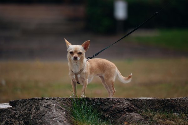 Breathe Easy, Move Freely: An Ultimate UK Guide for Pregnant Women on Safe Exercise During High Air Quality